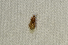 Cimicoidea