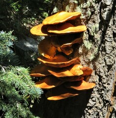 Phyllotopsis nidulans