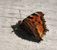 Nymphalis polychloros