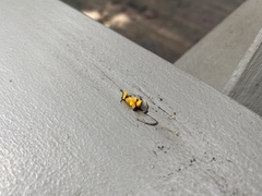 Dacrymyces spathularia