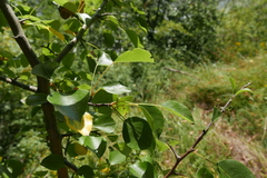 Pyrus communis pyraster