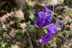 Aconitum variegatum