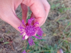Centaurea jacea