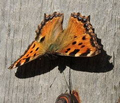 Nymphalis polychloros