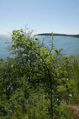 Pyrus communis pyraster