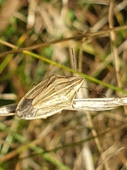 Aelia acuminata