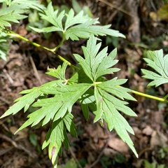 Aconitum variegatum