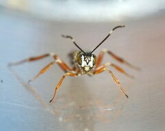 Xorides praecatorius