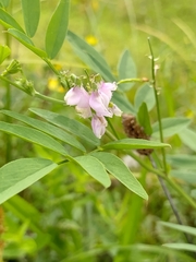 Galega officinalis
