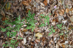Geranium robertianum