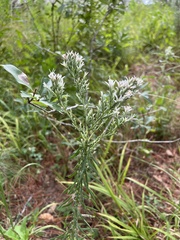 Liatris hesperelegans