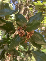Eucryphia cordifolia
