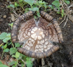 Coprinopsis variegata