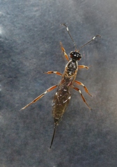 Xorides praecatorius