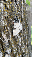 Catocala relicta