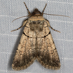 Sympistis bakeri
