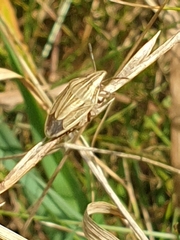 Aelia acuminata