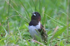 Spermestes cucullata