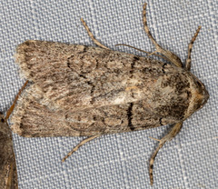 Sympistis bakeri