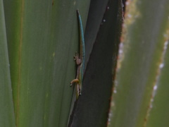 Phelsuma cepediana