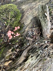 Lycogala epidendrum