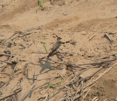 Stelgidopteryx ruficollis