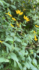 Helianthus divaricatus