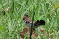 Spermestes cucullata