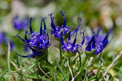 Phyteuma hemisphaericum