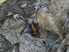Carabus solieri