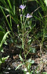Symphyotrichum ascendens