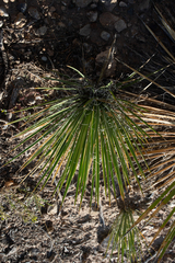 Yucca angustissima