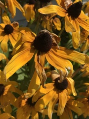 Rudbeckia fulgida