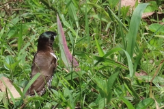 Spermestes cucullata