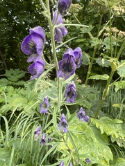 Aconitum delphiniifolium