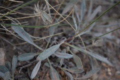 Eriogonum microtheca