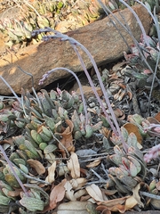Adromischus umbraticola