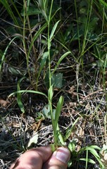 Symphyotrichum ascendens