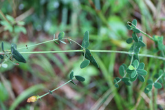 Hypericum pulchrum