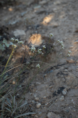 Eriogonum microtheca