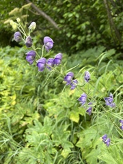 Aconitum delphiniifolium
