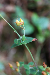 Hypericum pulchrum