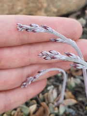 Adromischus umbraticola