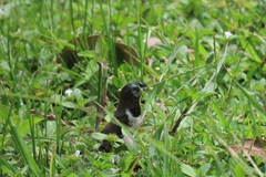 Spermestes cucullata