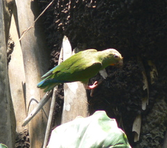 Brotogeris cyanoptera