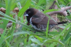 Spermestes cucullata