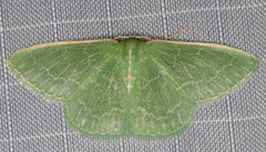 Synchlora