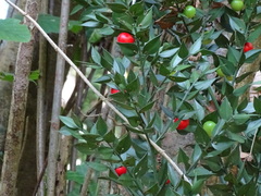 Ruscus aculeatus