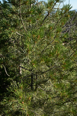 Pinus edulis