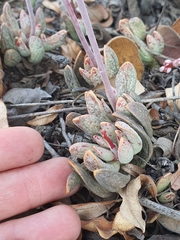 Adromischus umbraticola